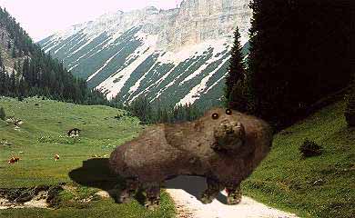 Image of musing Tuberosum in natural habitat, with wild cattle.