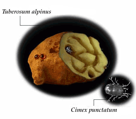 Image of Tuberosum in cross-section being bored out by rockmite.