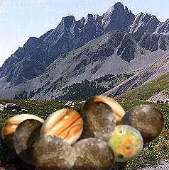 An average clutch of eggs