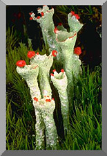Image of indegestible lichen.