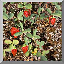 Image of sadly infrequent alpine strawberries.