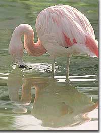 Flamingo - courtesy Virenda Nyberg