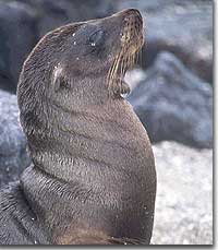 Grey Seal - courtesy Virenda Nyberg